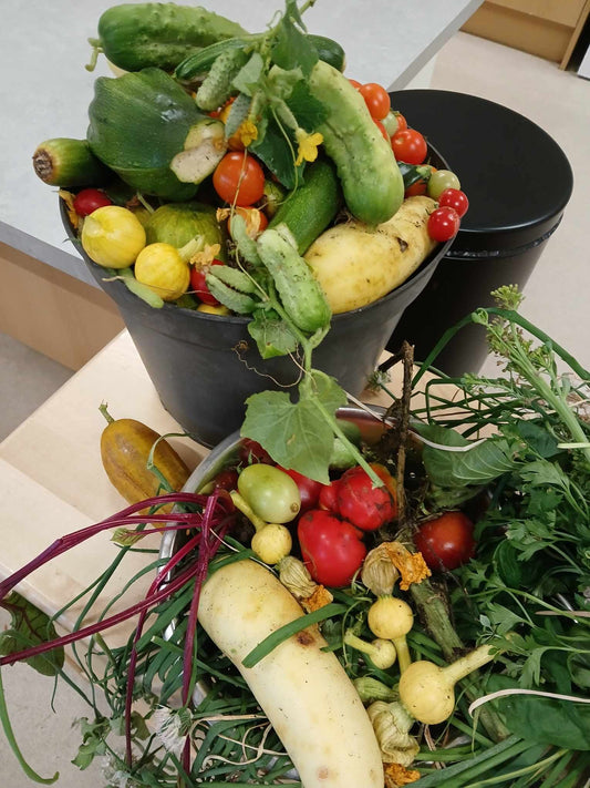 Polycroo Polytunnel Success at Papdale Primary School: A Bumper Harvest in 2024